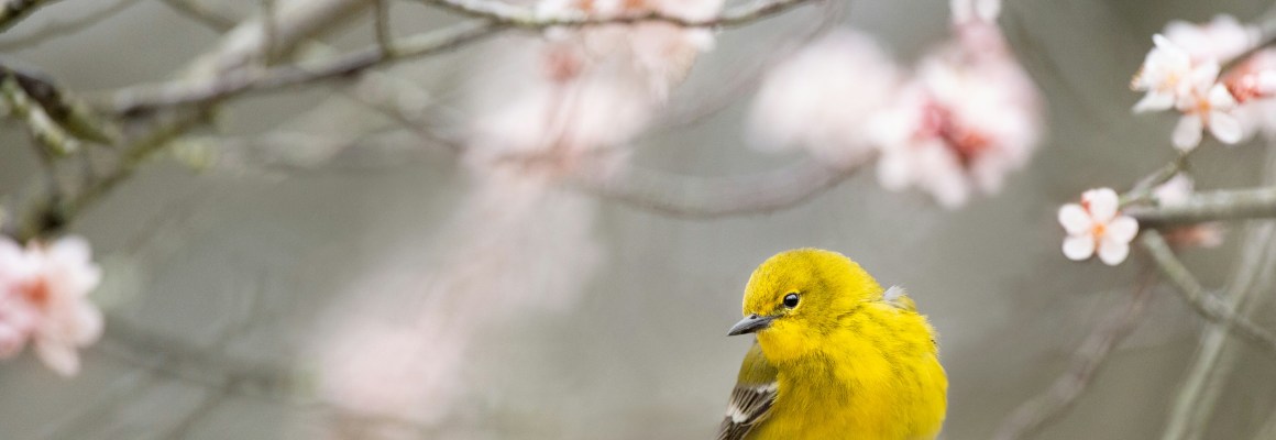Gelber Vogel auf blühendem Ast
